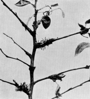 Gymnosporangium Sabinae (Dicks.) Wint. Abb1001 (Gäumann 1959, Rostpilze Mitteleuropas).png