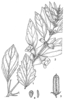 Linedrawing Sesamum radiatum.gif