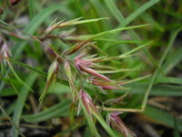 Poa bulbosa JuliaKruse 2.jpg