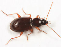 Agonum retractum BugGuide209539.jpg