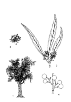 Boscia salicifolia PROTA drawing.png