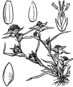 Schematic drawing of Crypsis aculeata (L.) Aiton (drawing 3928 of Coste & Flahault 1906)