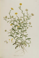 Calendula arvensis - 001x.jpg