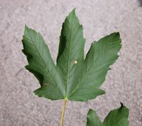 Acer pseudoplatanus L. – Photo: Andrea Moro 2005, Dryades TSB23738.jpg