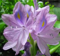 Eichhornia crassipes-Cenote-flower-closeup.jpg