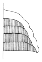 Polyporales-pileus-section-ungulate.png