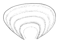 Polyporales-pileus-shape-flabelliform.png