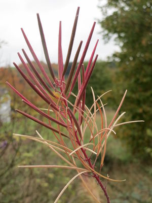 20151016Chamerion angustifolium.jpg