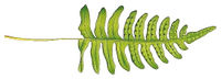 499 Polypodium vulgare HORIZCROP.jpg