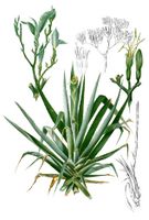 Agave sp Blanco1.96-cropped.jpg