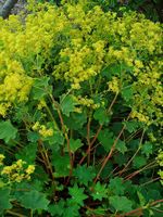 Alchemilla xanthochlora 001.JPG