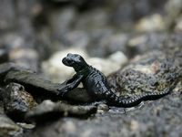 Alpensalamander, Salamandra atra 3.JPG