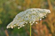 Daucus carota qtl2.jpg