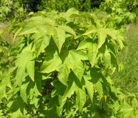 Acer erianthum Schwer. – Photo: Andrea Moro 2007, Dryades TSB45598.jpg