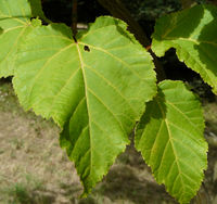 Acer rufinerve Siebold & Zucc. – Photo: Andrea Moro 2008, Dryades TSB58429.jpg