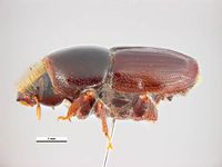 Scolytus scolytus PaDIL135714c.jpg