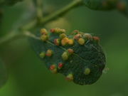 Pflanzengalle Aculus laevis auf Salix aurita (Blattoberseite)