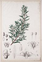 Agathosma serratifolia00.jpg