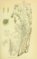 Artemisia maritima ssp maritima.jpg