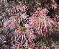 Acer palmatum Thunb. – Photo: Andrea Moro 2006, Dryades TSB33590.jpg