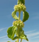 Marrubium vulgare L.