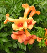 Campsis radicans (L.) Seem. ex Bureau