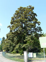 Acer pseudoplatanus L. – Photo: Andrea Moro 2008, Dryades TSB56422.jpg