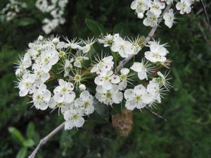 Crataegus crus-galli flowers 1.jpg