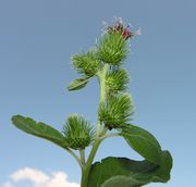 Inflorescence and leaves of Arctium minus (Hill) Bernh.