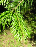 Abies nordmanniana (Steven) Spach – Photo: Andrea Moro 2007, Dryades TSB45423.jpg