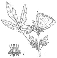 Linedrawing Hibiscus acetosella.gif