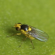 Liriomyza Flickr.jpg