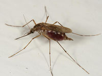 Aedes excrucians BugGuide130685.jpg