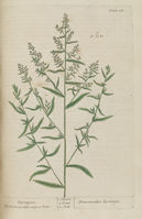 Artemisia dracunculus - 001x.jpg