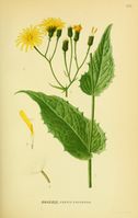 Crepis paludosa001.jpg