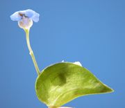 Commelina virginica L.