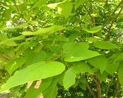 Catalpa speciosa (Warder) Warder ex Engelm.