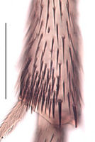 Leptosciarella ignis Tibia.jpg