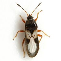 Blissus insularis BugGuide.jpg