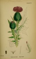 Cirsium vulgare ssp vulgare.jpg