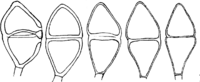 Gymnosporangium Sabinae (Dicks.) Wint. Abb1003a (Gäumann 1959, Rostpilze Mitteleuropas).png