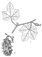 Linedrawing Cucumis metuliferus.gif