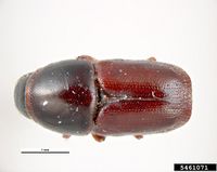 Scolytus mali IPM5461071.jpg