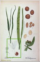 Tilletia-tritici.jpg