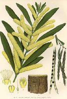 Acacia-longifolia.jpg