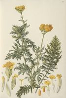 Achillea filipendulina.jpg