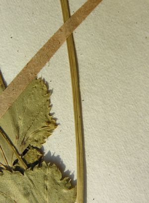 Alchemilla glabra herbarium (02).jpg