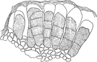 Coleosporium cacaliae (DC.) Otth. Abb0101 (Gäumann 1959, Rostpilze Mitteleuropas).png