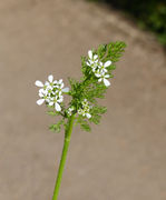 Inflorescence of Scandix pecten-veneris L. (photo Andrea Moro 2014)