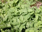 Leaves of Aegopodium podagraria L.